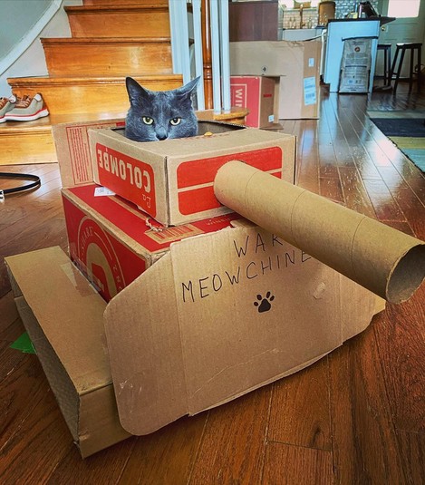 Веселье на карантине: для домашних котов хозяева сделали танки из картона. ФОТО