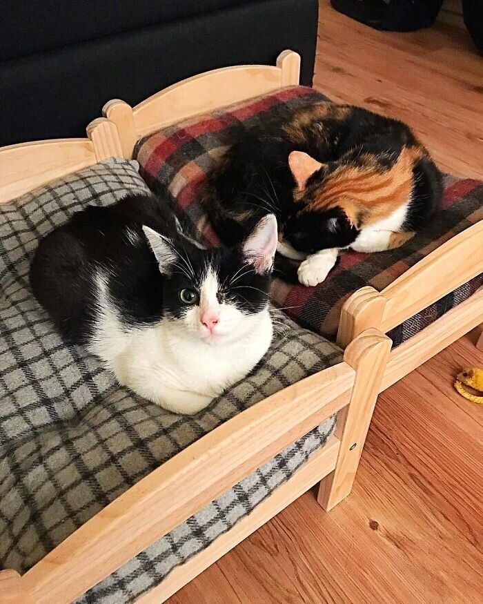 Деревянные кукольные кровати идеально подходят для котиков