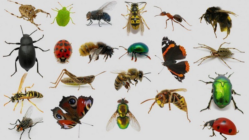 Самые маленькие среди насекомых в мире. ФОТО