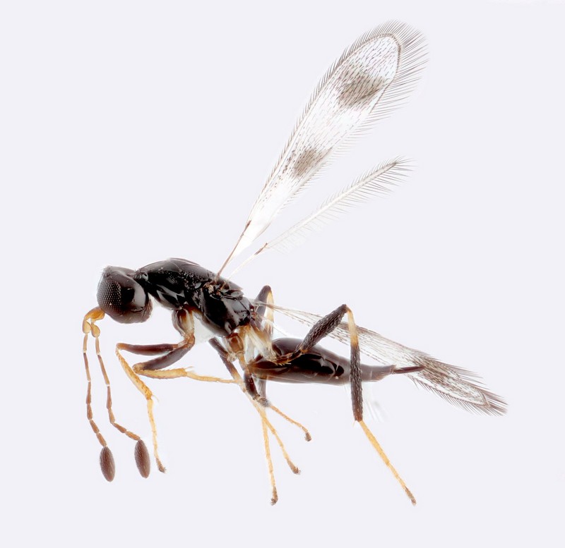 Самые маленькие среди насекомых в мире
