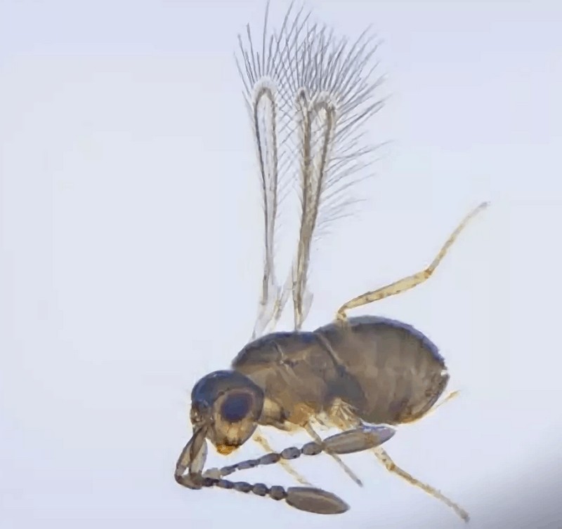 Самые маленькие среди насекомых в мире