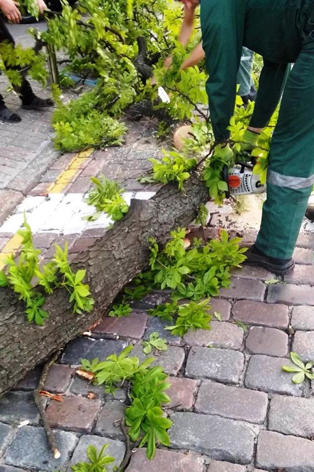 В Киеве сильный ветер повалил десятки деревьев. ФОТО