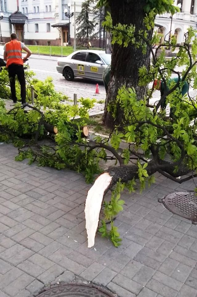 В Киеве сильный ветер повалил десятки деревьев. ФОТО