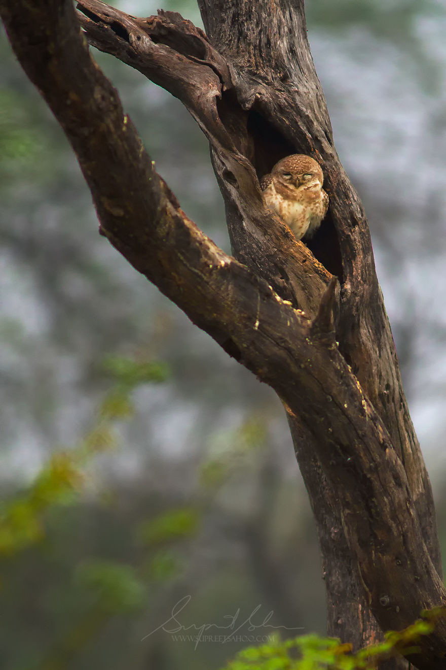 Птицы и животные тропических лесов Индии от Суприта Саху