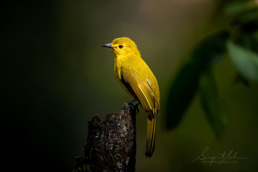 Птицы и животные тропических лесов Индии от Суприта Саху
