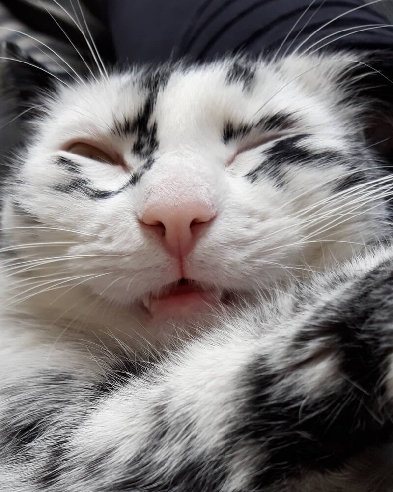Когда витилиго — красиво: как выглядит кошка с нарушением пигментации. ФОТО