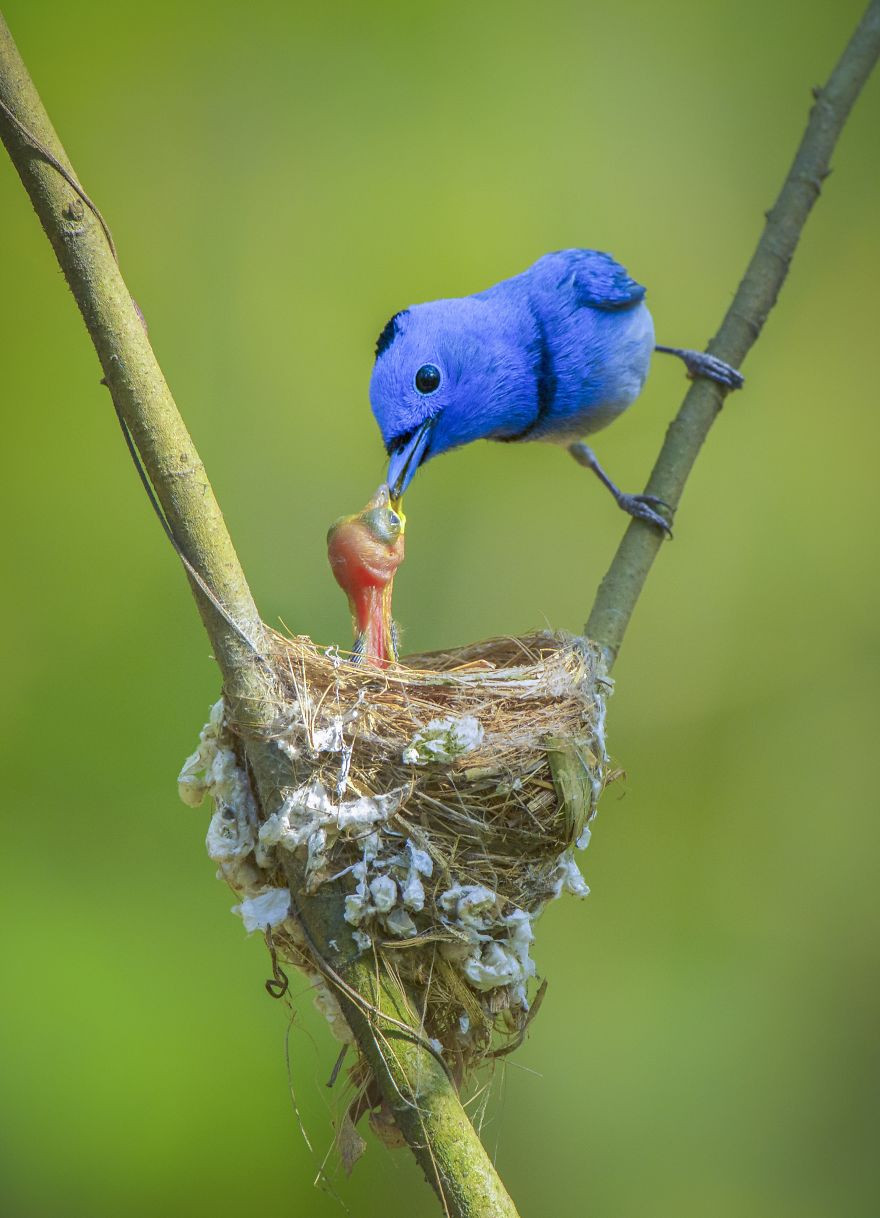 Весна на снимках фотоконкурса #Spring2020 от Agora Images