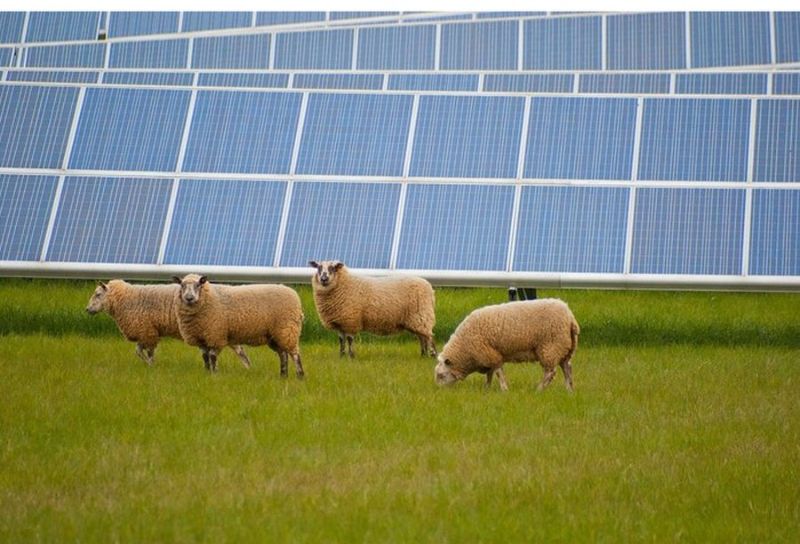 Соседство овец и солнечных электростанций