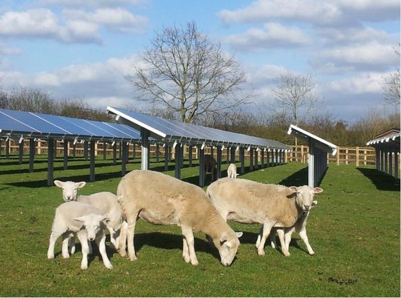 Соседство овец и солнечных электростанций