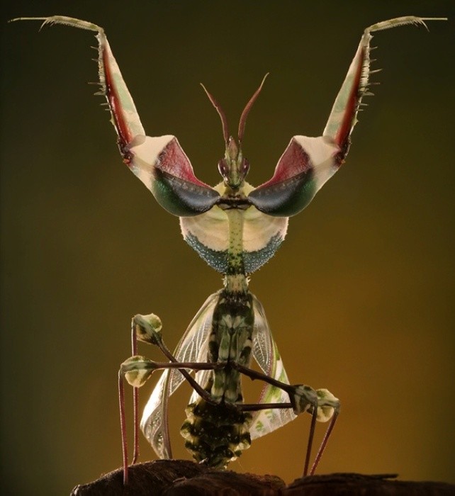 Странные, причудливые и интересные насекомые мира