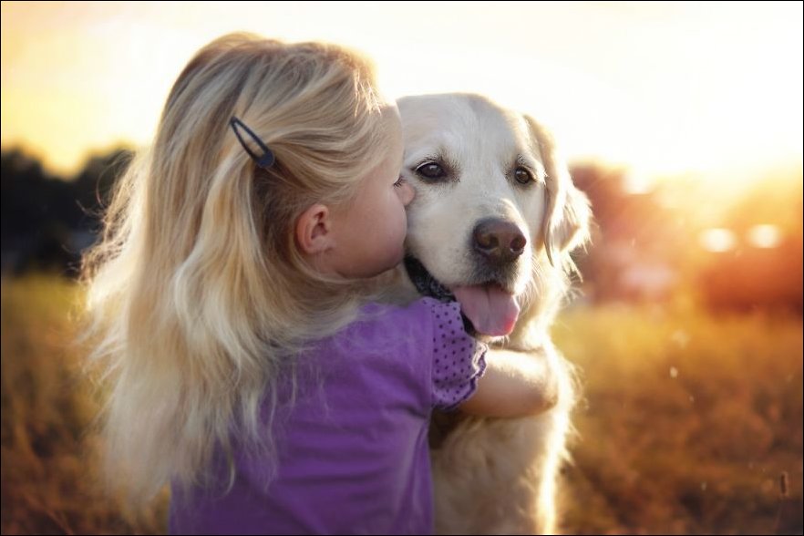 Красивые фотографии о дружбе собак