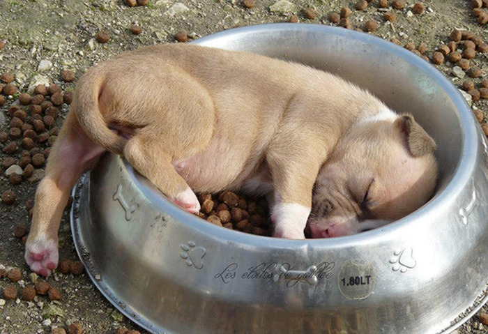Милые фотографии спящих щенков