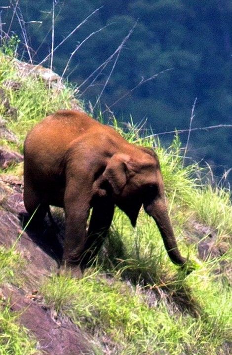Слоны, пасущиеся высоко в горах Индии
