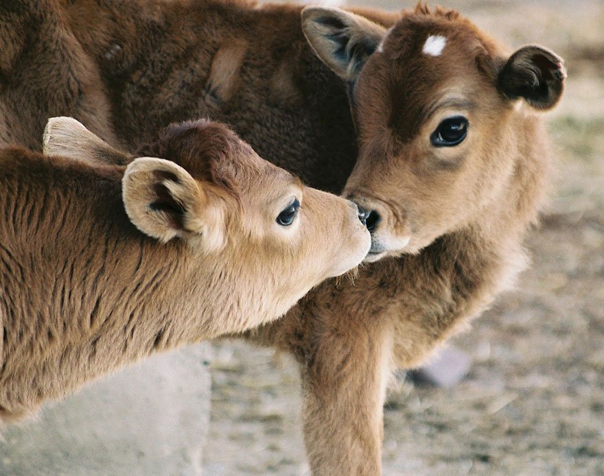 Любовь среди животных