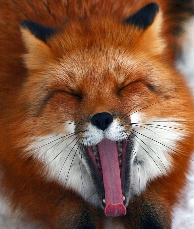 Животные зевают очень заразительно