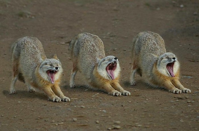 Животные зевают очень заразительно