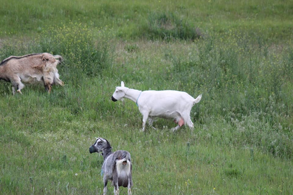 Даже козы в масках: в Днепре на лугу заметили необычное стадо. ФОТО