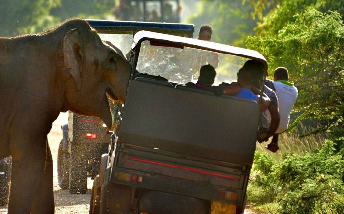 Слон потребовал еду у туристов