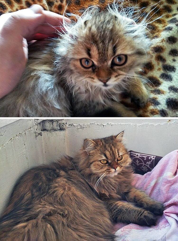 Котята очень быстро растут: до и после