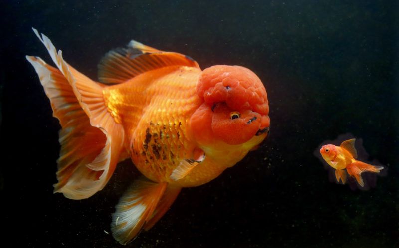 Золотая рыбка-монстр