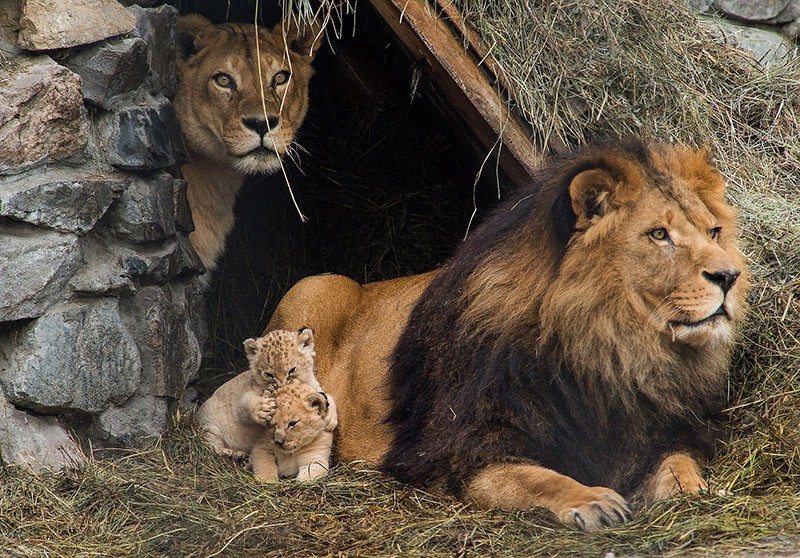Очаровательные семейные снимки животных с невероятной фотогеничностью. ФОТО