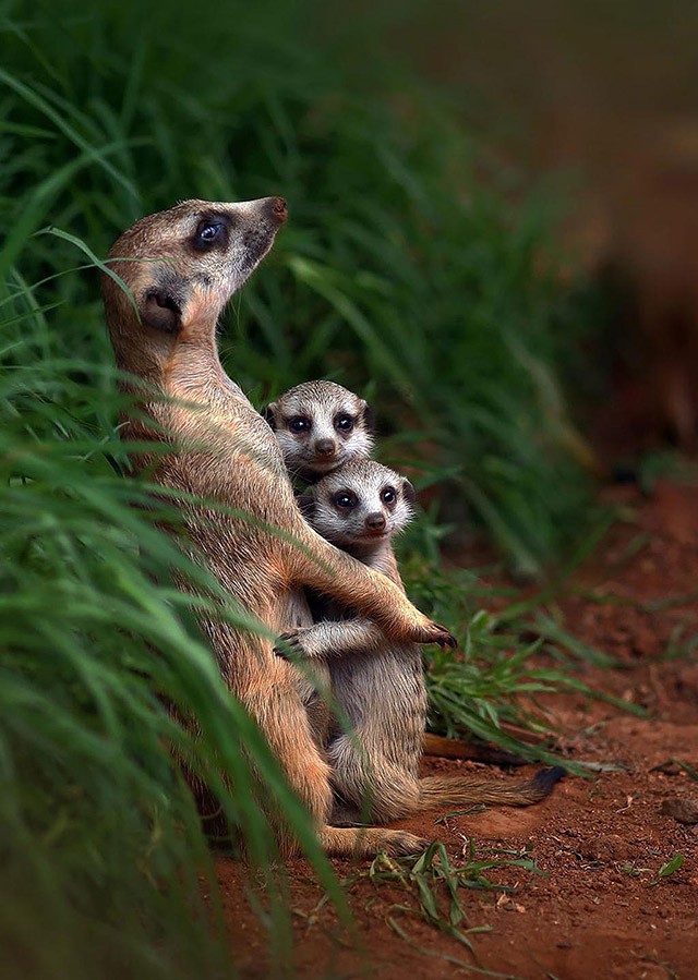 Очаровательные семейные снимки животных с невероятной фотогеничностью. ФОТО