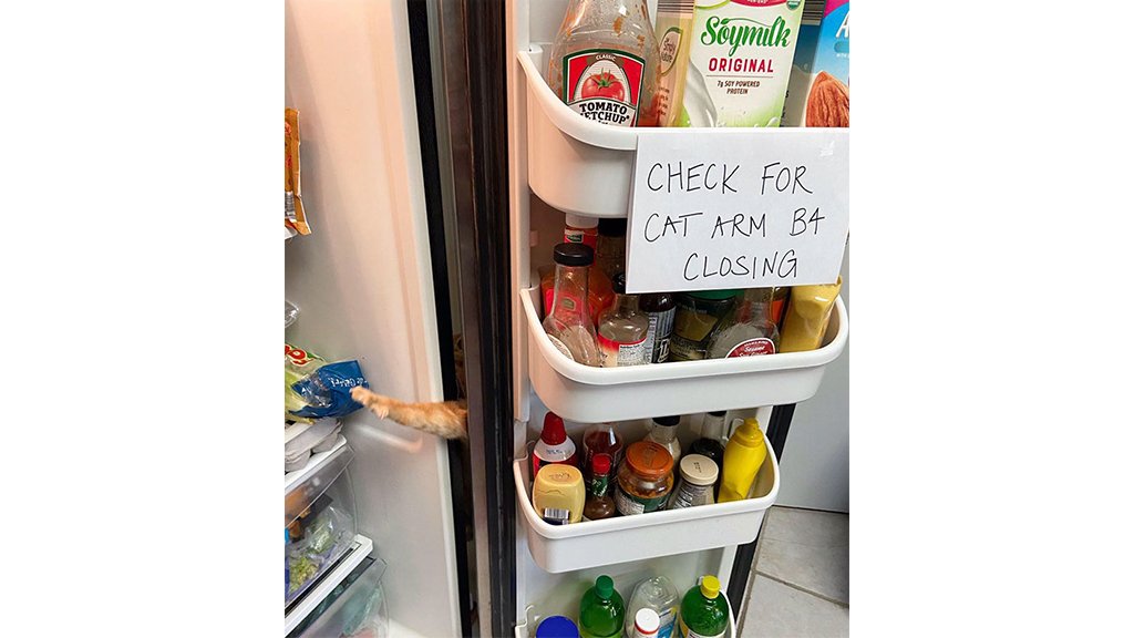Пойман с поличным: кот, ворующий еду из холодильника, рассмешил Сеть. ВИДЕО