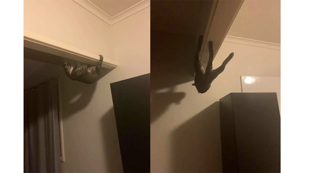 Кошка–паук, зависающая на потолке, стала звездой Сети. ФОТО