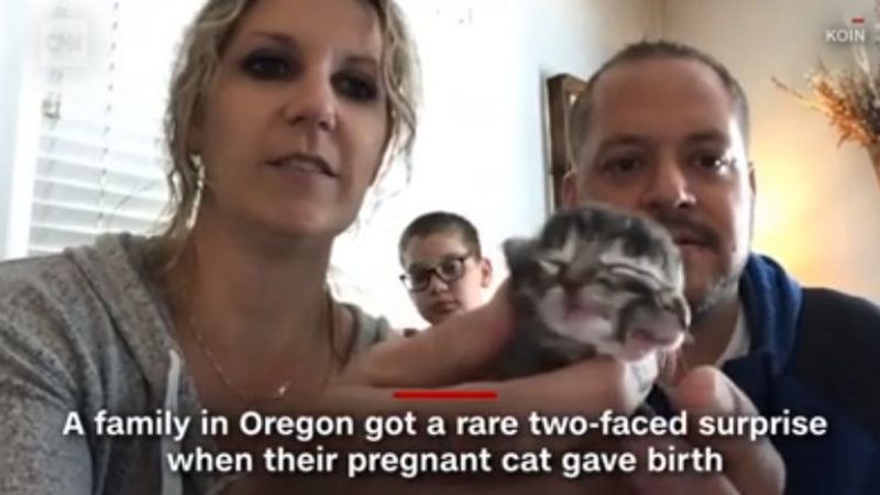 В США родился котенок с двумя мордочками. ФОТО
