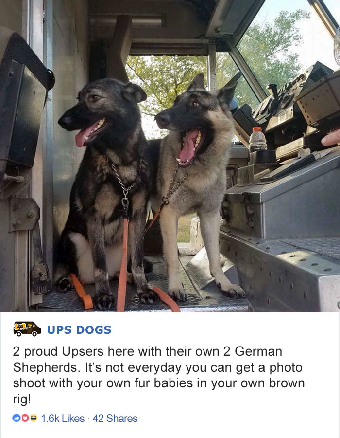 Лучший друг по переписке: как собаки встречают американских почтальонов. ФОТО