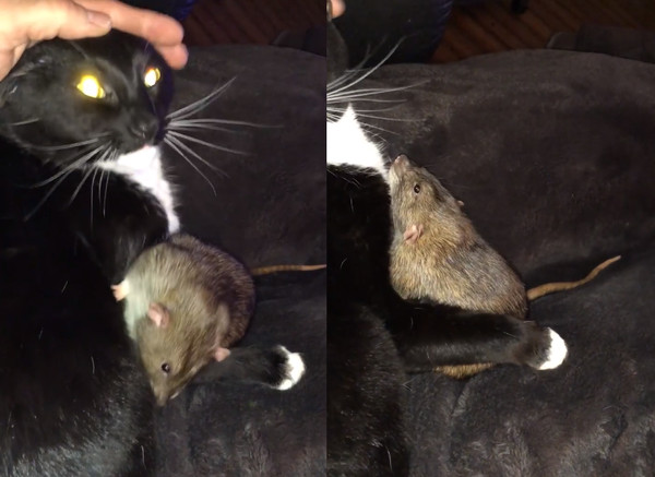 Кошка подружилась с крысой и приняла ее за своего котенка. ВИДЕО