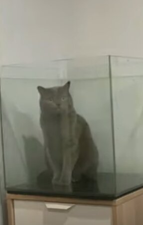 В Сети потешаются над котом, который попался в ловушку в аквариуме. ФОТО