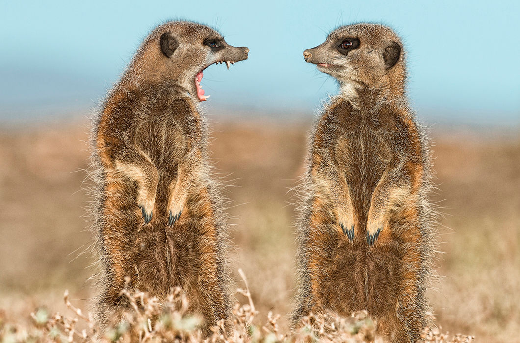 Такие смешные и забавные животные