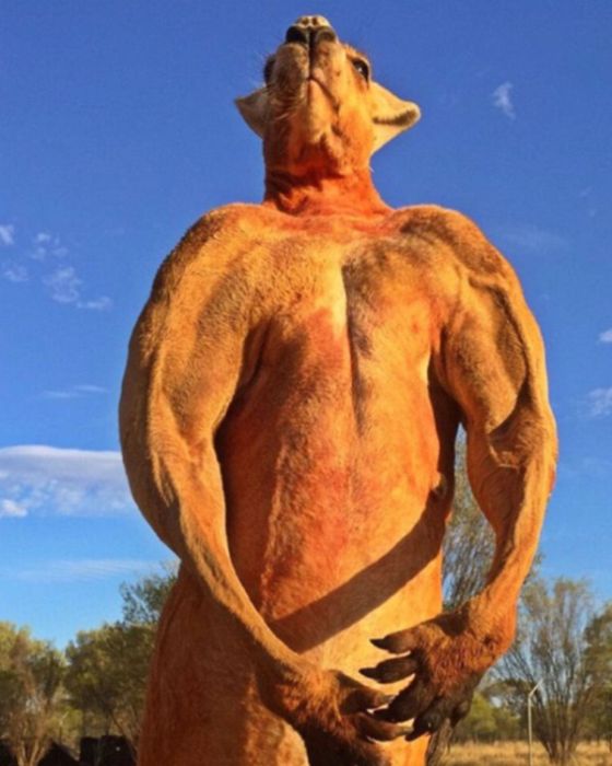 Мускулистый кенгуру по кличке Роджер покорил пользователей сети