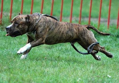 Англия и Уэльс ужесточили наказания за нападения собак на людей 