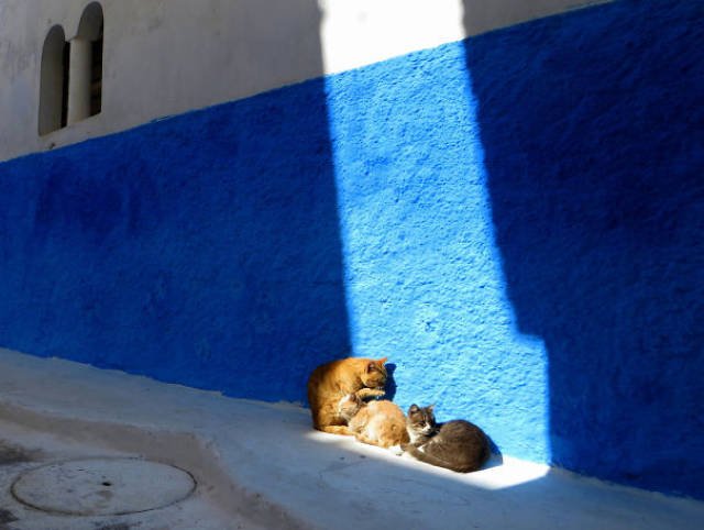 Кошки, которые умеют наслаждаться солнцем