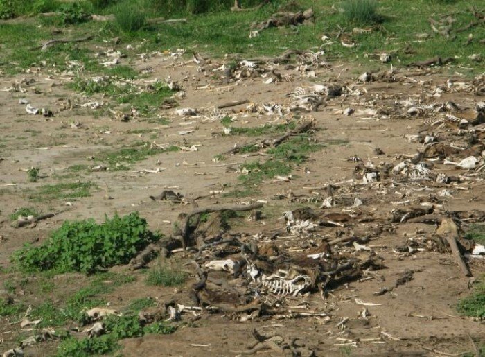 Почему антилопы устраивают каждый год давку на переправе?