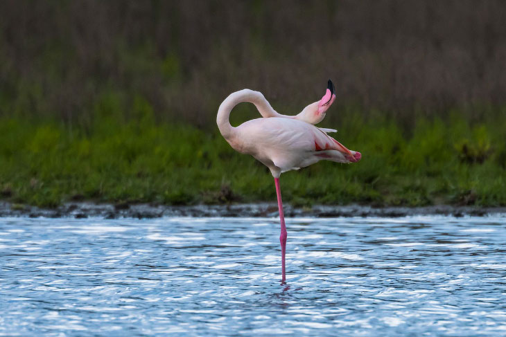 Красота и жизнь фламинго на снимках