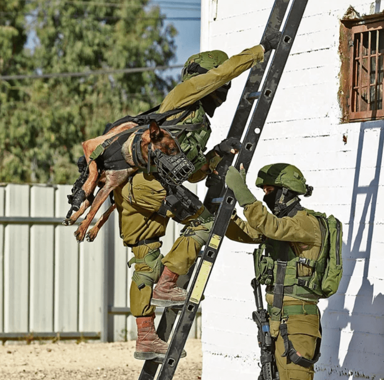 Как собаки служат в израильской армии