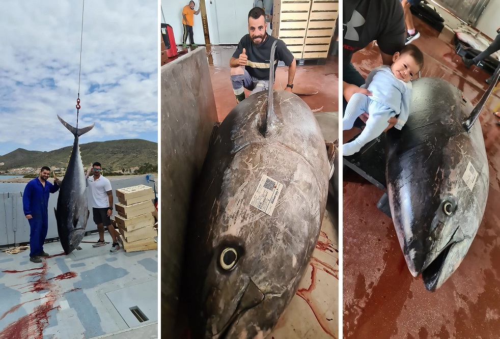  Испанские рыбаки поймали тунца-чемпиона. ФОТО
