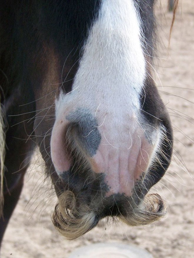 Милые усатые лошадки заряжают позитивом