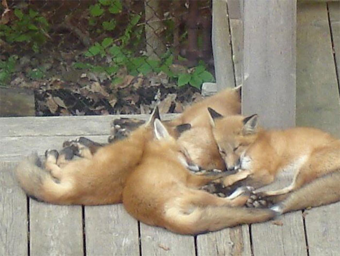 Игривые и прекрасные лисицы на снимках