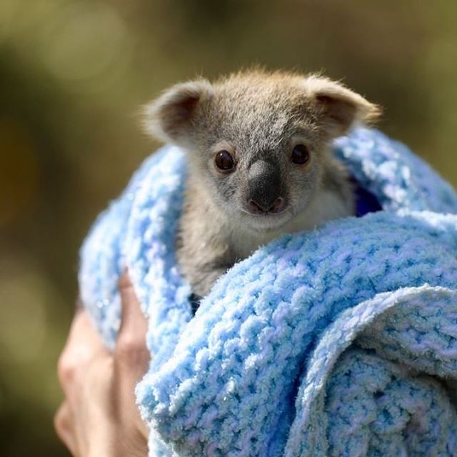 В австралийском зоопарке родилась первая коала после пожаров. ВИДЕО