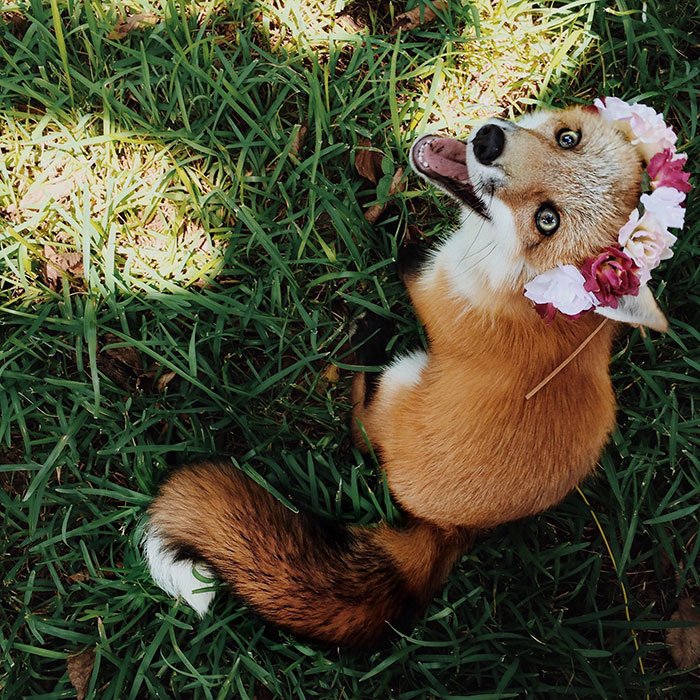 Счастливая лиса Джунипер покоряет Instagram