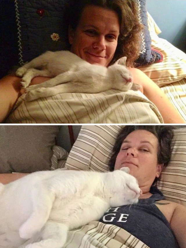 Подобранные на улице коты на снимках: до и после
