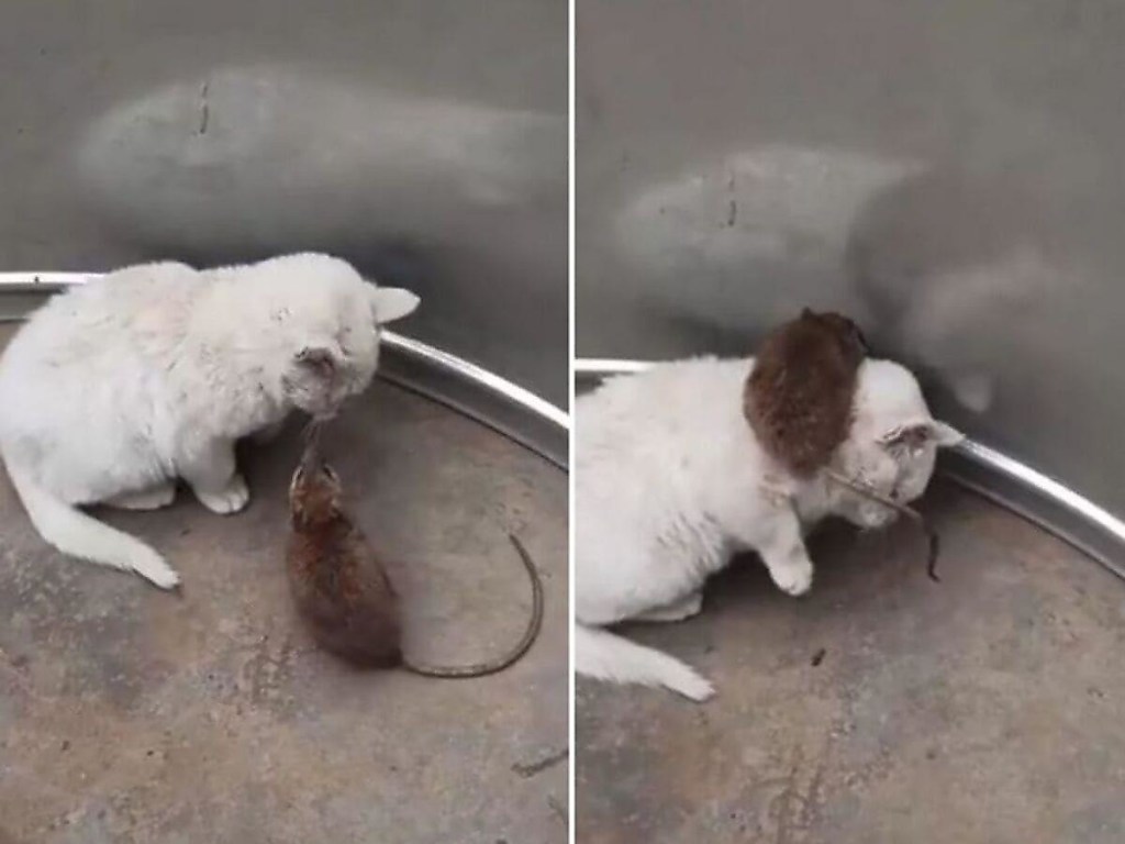 Наглая крыса залезла кошке на шею и удивила Сеть. ВИДЕО