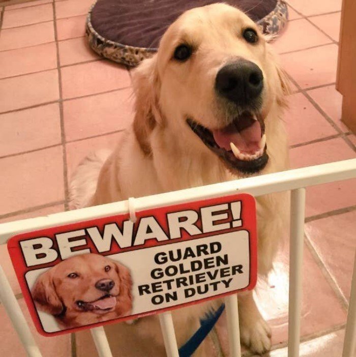 Забавные пёсики и таблички «Осторожно, злая собака!»