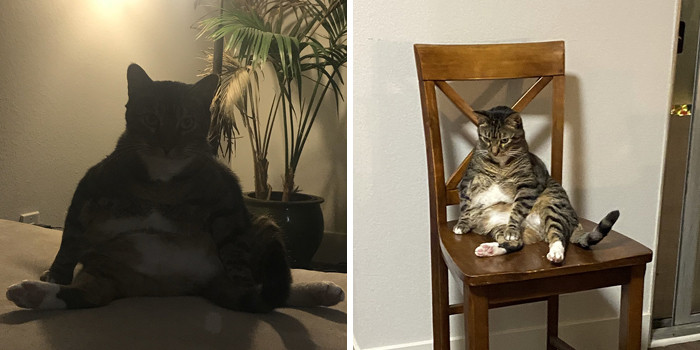Фотографии котиков, которые сидят на своих пятых точках