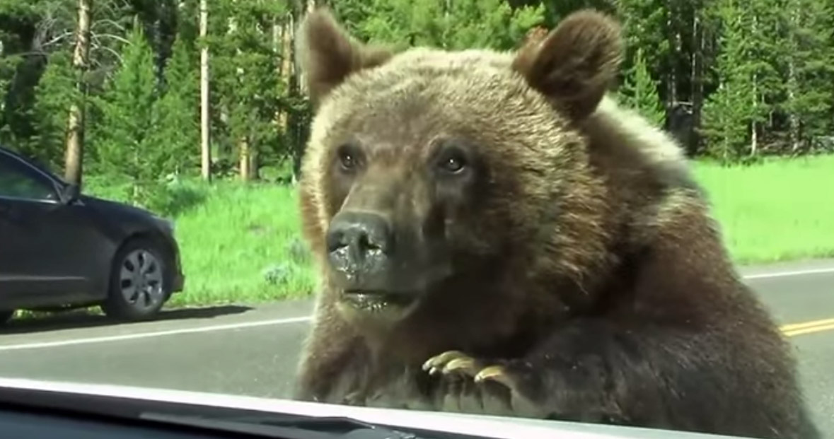 Медведь-гризли забрался в багажник авто. ВИДЕО
