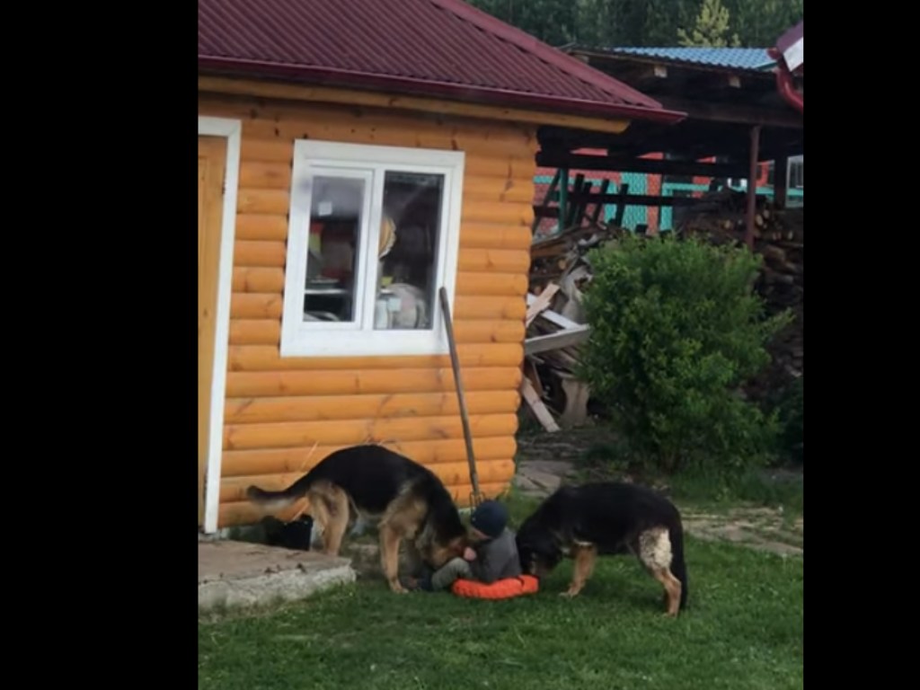 Две огромные собаки пытались вытащить подушку из-под ребенка. ВИДЕО